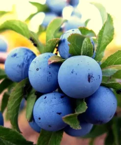 Güvem Dağ Eriği, Dağ elması, Kızılcık 3'ü 1 Şekersiz Ekşi Marmelat - 800 gr