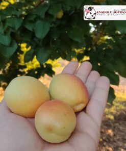 Taze Malatya Kayısısı - 5KG - Görsel 2