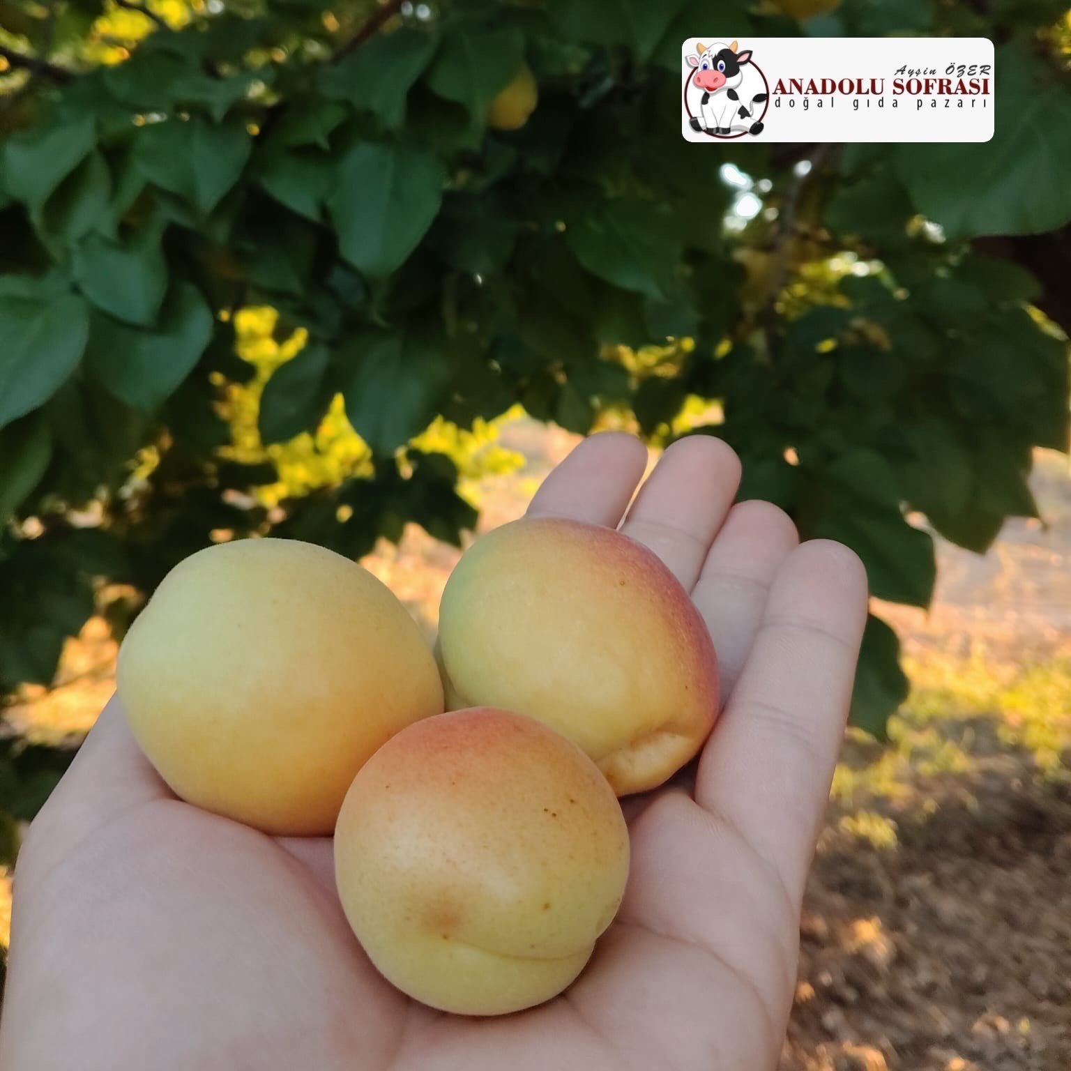 Taze Malatya Kayısısı - 5KG - Görsel 2