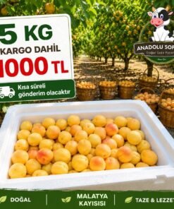 Taze Malatya Kayısısı - 5KG